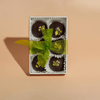 Dubai Chocolate - 6 Chocolate Bonbons